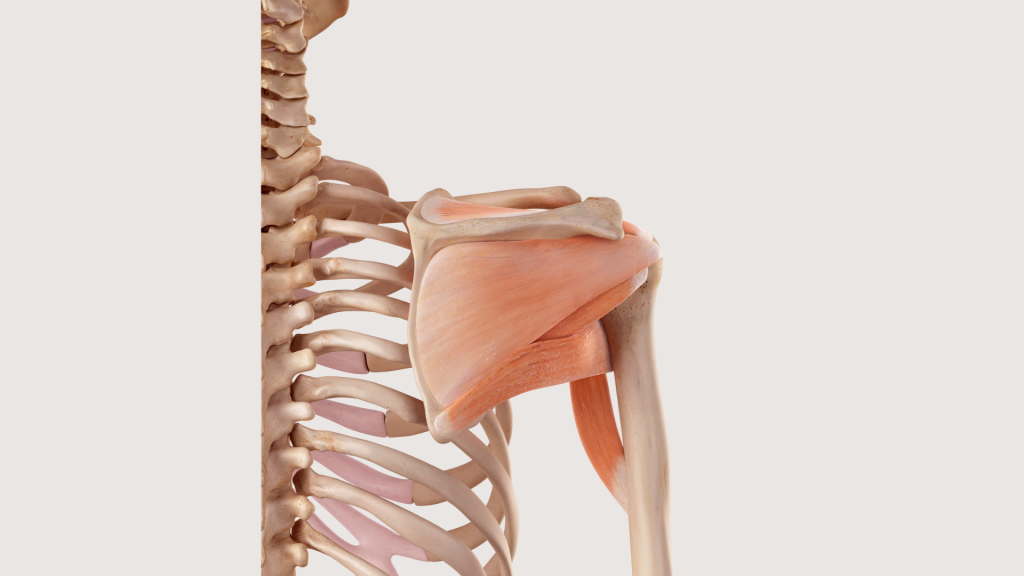 Schéma anatomique de l’épaule montrant les tendons de la coiffe des rotateurs (sus-épineux, sous-scapulaire, infra-épineux, petit rond), structures souvent concernées dans les tendinites d’épaule.